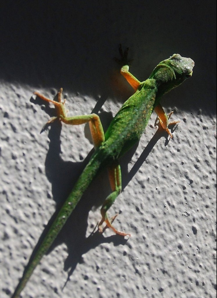Staycation Scavenger Hunt Ideas | gecko http://SeeLaurieWrite.com