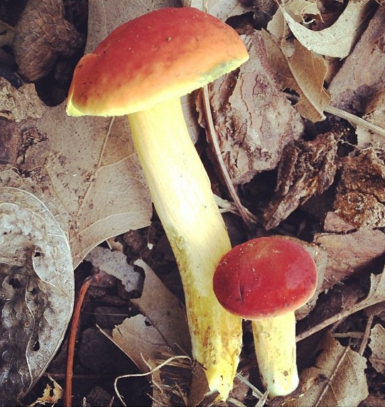 Staycation Scavenger Hunt Ideas | mushrooms http://SeeLaurieWrite.com