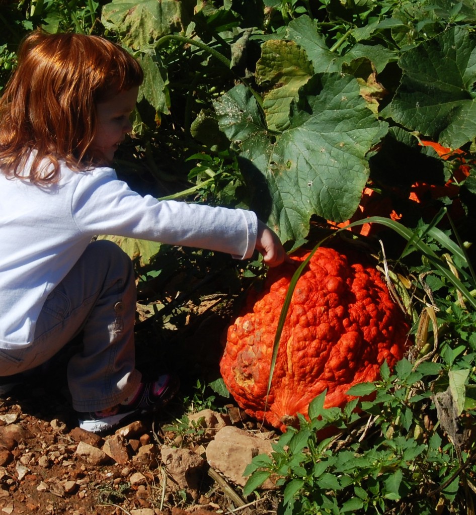 Wednesday Writing Prompt: Pumpkins |SeeLaurieWrite.com