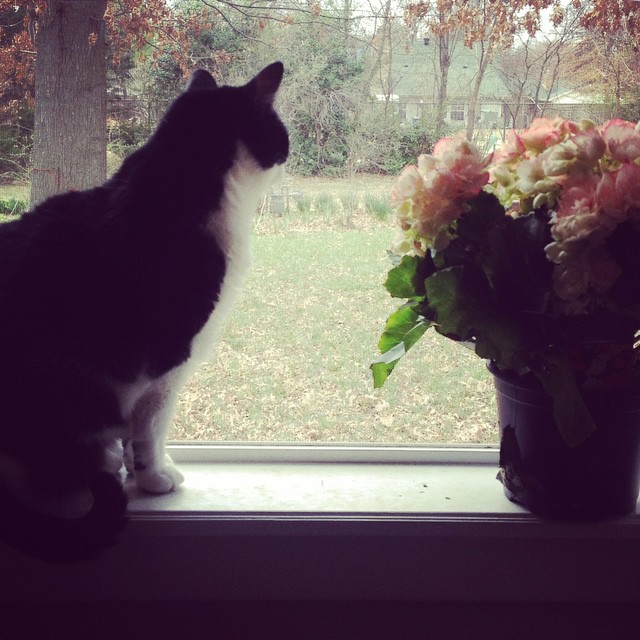 Becoming a Writer | SeeLaurieWrite.com