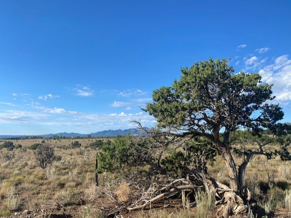 Cedar in Santa Fe, NM
