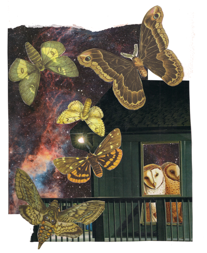 Collage of a house at night with owls in the window looking out, moths flying around the light on the outside of the house.