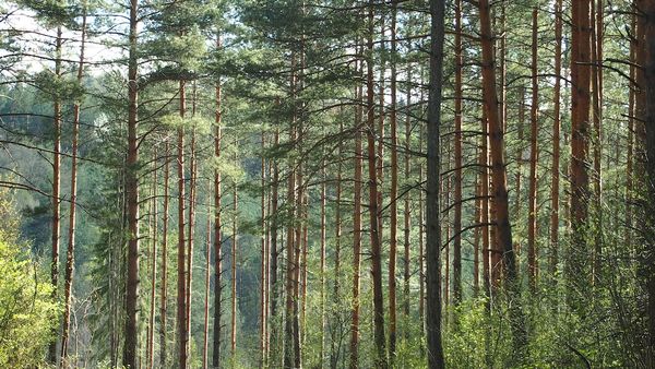 pine forest
